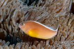 Amphiprion
