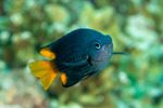 Pomacentrus
