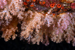 Nephtheidae
