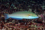 Hologymnosus