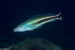 Malacanthus