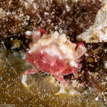 Ebaliinae