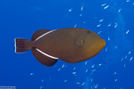 Melichthys