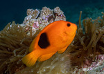Amphiprion