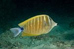 Zebrasoma