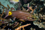 Cheilodipterus