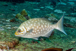 Kyphosus