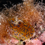 Discodorididae