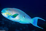 Scaridae