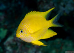Ovalentaria