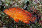 Cephalopholis