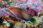 Pseudocheilinus