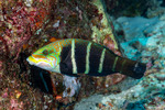 Hemigymnus