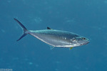 Scomberoides
