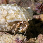 Hermit Crabs