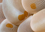 Invertebrates