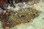 Bivalves