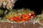 Bivalves