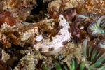 Dermatobranchus
