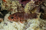 Siphamia