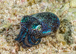Squids