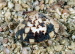 Mollusca