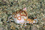 Leucosia