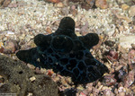 Velutinoidea