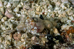 Catapagurus