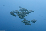 Pinjalo