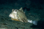 Ostraciidae