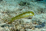 Cymolutes