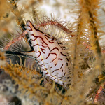 Ovulinae