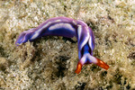 Plakobranchidae