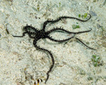 Brittle Stars