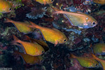 Pempheris