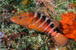 Groupers