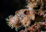 Anemones