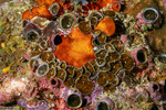 Cnidarians