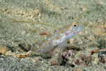Ctenogobiops