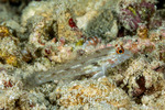 Fusigobius