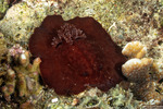 Asteronotus