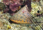 Rochia