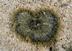 Heteractis