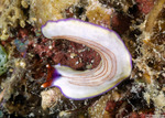 Polycladida