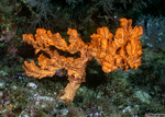 Scopalinidae