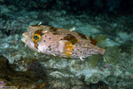 Diodontidae