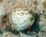 Bivalves