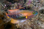 Oxycheilinus