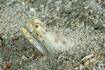 Ophichthinae